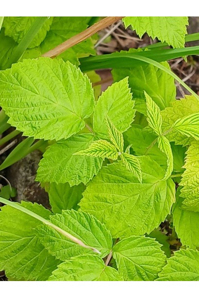 Малина ’Діамантова’ 